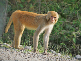 Фото Макак-резус
