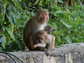 Фото Макак-резус