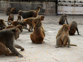 Фото Макак-резус