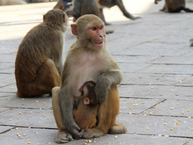 Фото Макак-резус