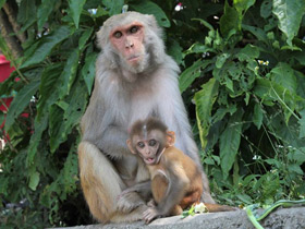 Фото Макак-резус