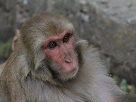 Макак-резус Макак-резус