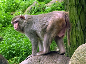 Фото Макак-резус