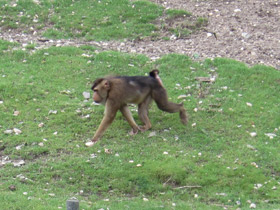 Фото Свинохвостый макак