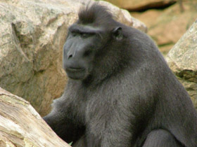 Фото Хохлатый павиан