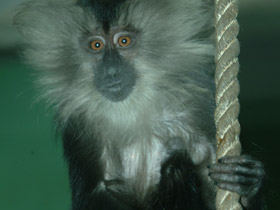 Фото Львинохвостый макак