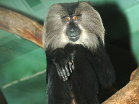 Фото Львинохвостый макак