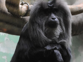 Фото Львинохвостый макак