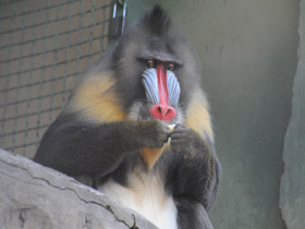 Фото Мандрил