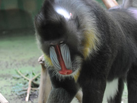 Фото Мандрил