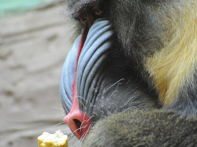 Фото Мандрил