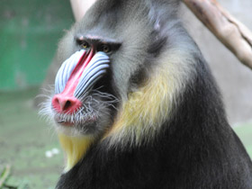 Фото Мандрил