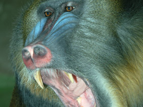 Фото Мандрил