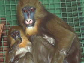 Фото Мандрил