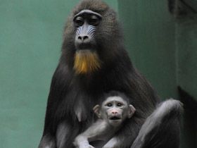 Фото Мандрил