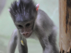 Фото Мандрил