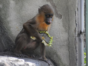 Фото Мандрил