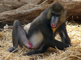 Фото Мандрил