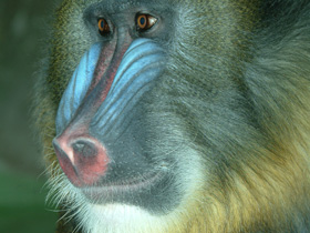 Фото Мандрил