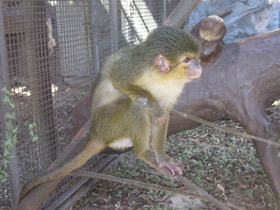 Фото Карликовая мартышка