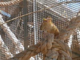 Фото Карликовая мартышка