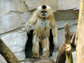 Фото Желтощёкий гиббон