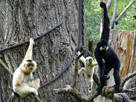 Фото Желтощёкий гиббон