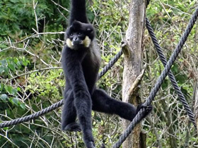 Фото Желтощёкий гиббон