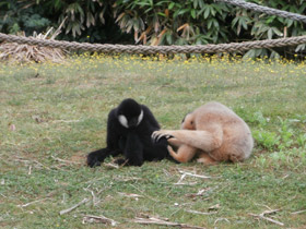 Фото Северный белощекий гиббон