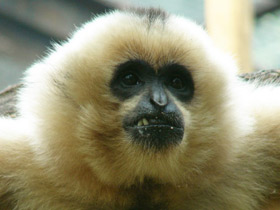 Фото Северный белощекий гиббон