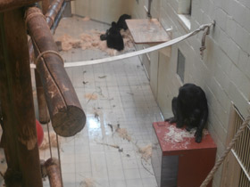 Смотреть фото Бонобо Фото Бонобо