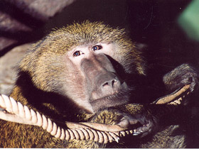 Смотреть фото Павиан-анубис Фото Павиан-анубис