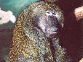 Смотреть фото Павиан-анубис Фото Павиан-анубис