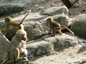 Фото Гамадрил