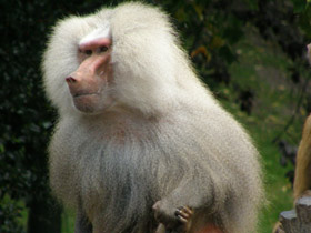 Фото Гамадрил