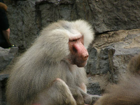 Фото Гамадрил