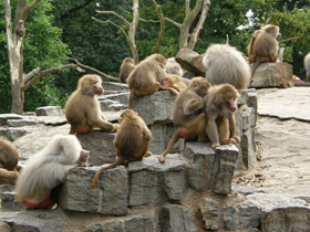 Фото Гамадрил