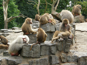 Фото Гамадрил