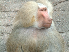 Фото Гамадрил