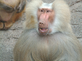 Фото Гамадрил