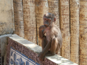 Фото Гамадрил
