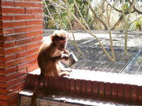 Фото Гамадрил