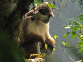 Фото Гвинейский колобус