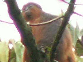 Фото Камерунский колобус