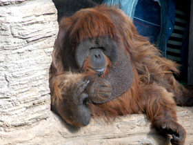 Фото Суматранский орангутан