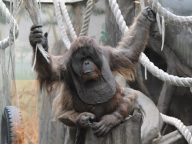Фото Суматранский орангутан