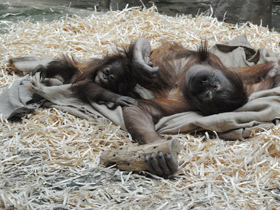 Фото Суматранский орангутан