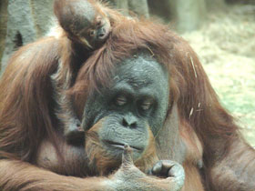 Суматранский орангутан Суматранский орангутан
