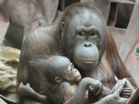 Фото Борнейский орангутан