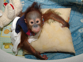 Фото Борнейский орангутан